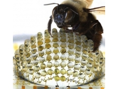 科学家受昆虫复眼启发发明360度球体相机